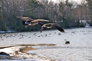 Geese in Flight