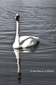 Swan