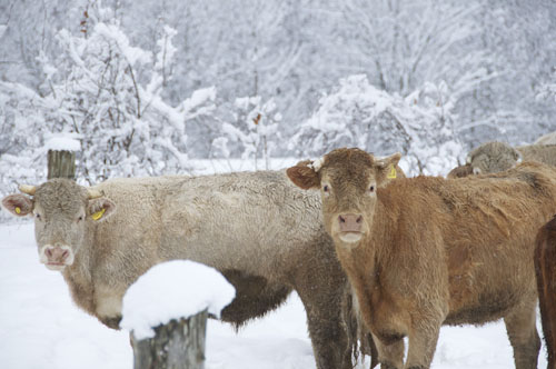 DO I GET PAID FOR MY PICTURE?