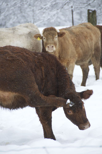 LOOK, I CAN TOUCH MY HEAD!