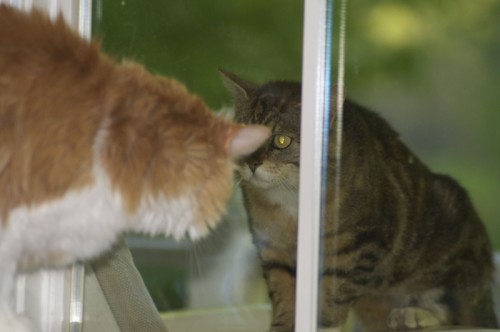 OK BIG BOY, COME ON OUT!