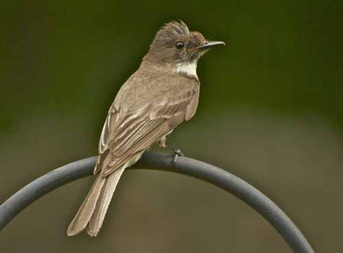 EASTERN PHOEBE