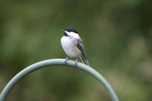 BLACK CAPPED CHICKADEE