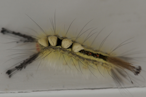 SILK STARTING TO FORM UNDERNEATH