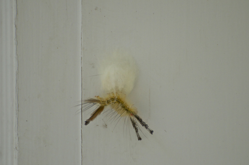 WHITE TUSSOCK  HAD DIED