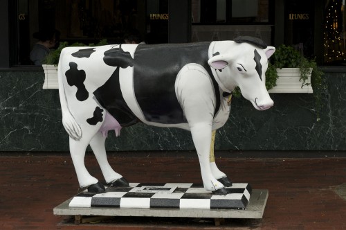 COW WITH A JOB!