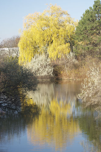 Reflections of Spring