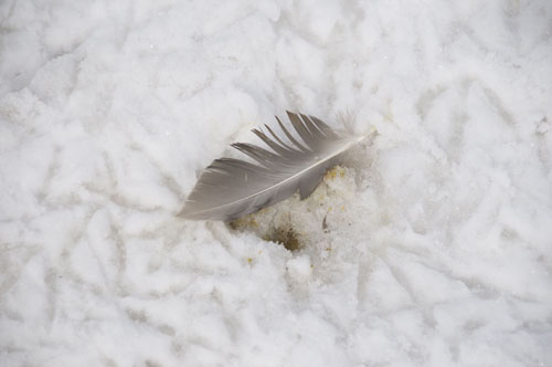 Feather and Duck tracks