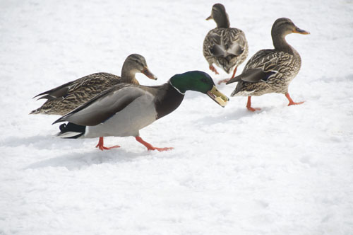 Mallards with Food