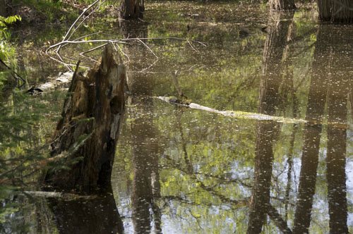 Reflections of a Swamp