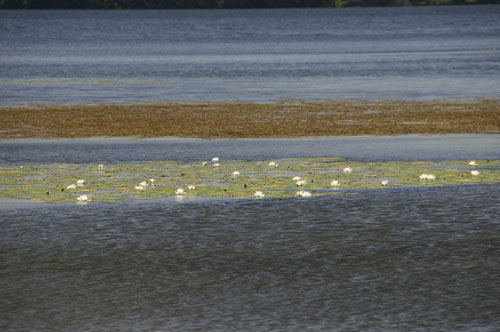 Lily pads