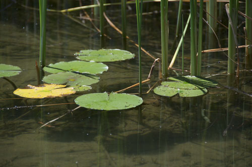 Lily pads