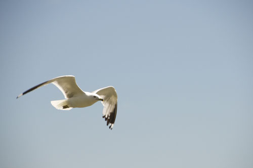 Gull in Flight