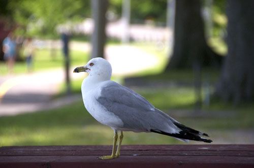 Seagull