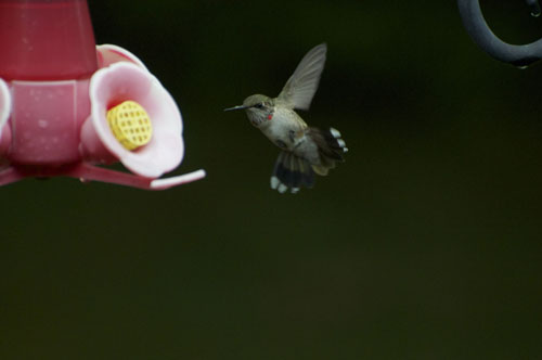 Coming In for a Landing
