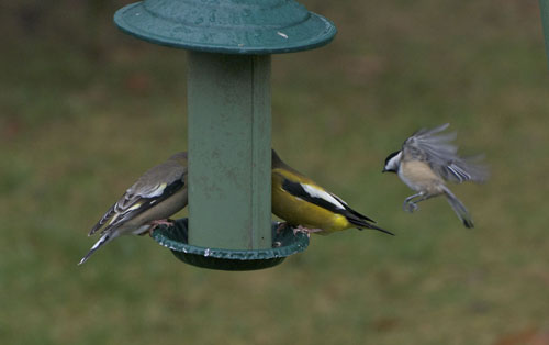 Landing on the Feeder