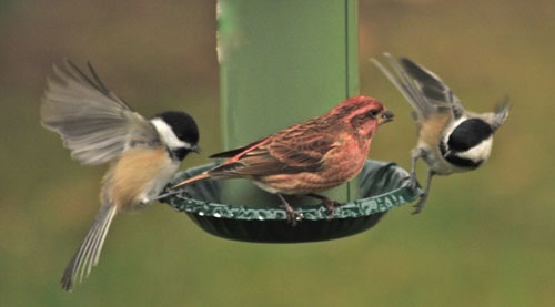 Fighting for the Feeder