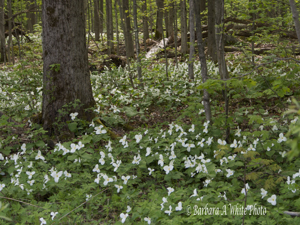 Forest of Trilliums