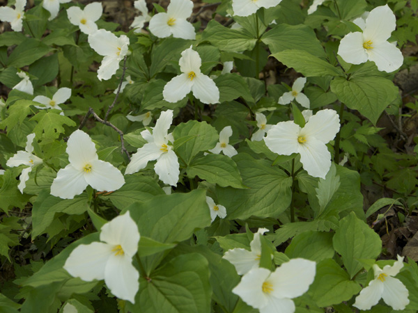 Trilliums of Ontario