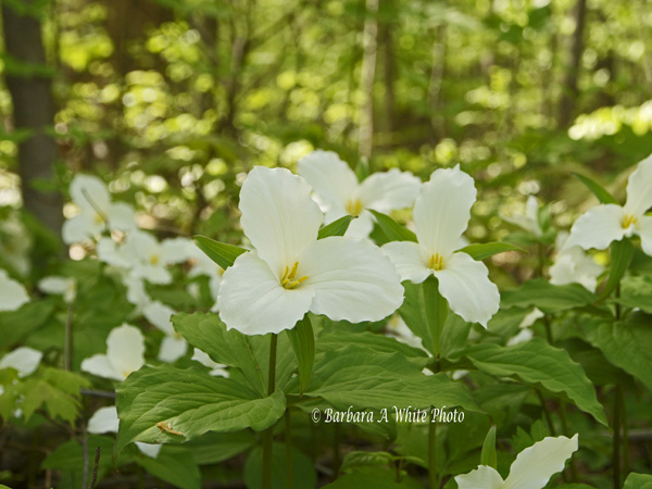 Ontario Provincial Flower