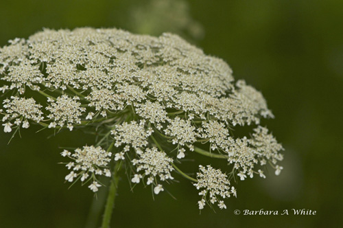 Queen Annes Lace