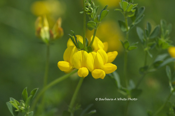 aSC_4088 copy